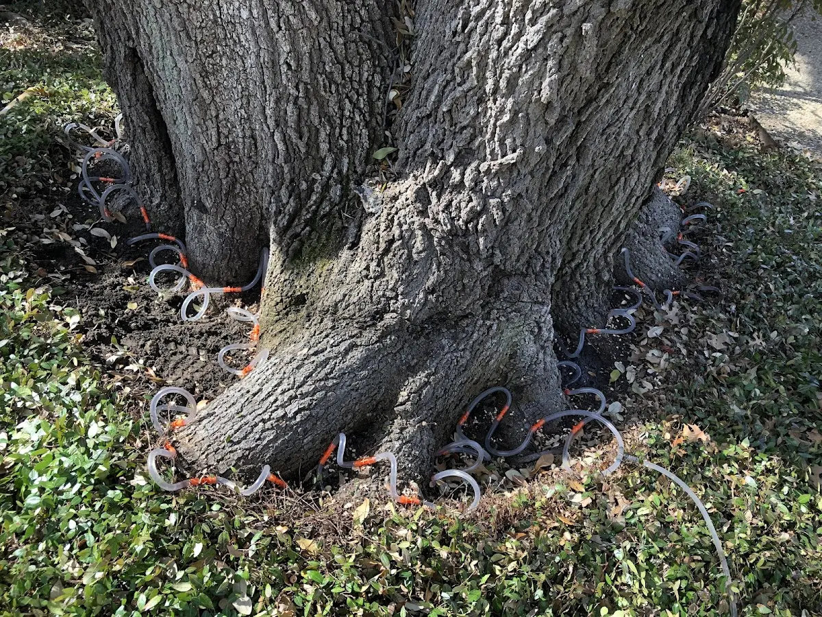 Detailed Shrub and Hedge Trimming job site in Exmore