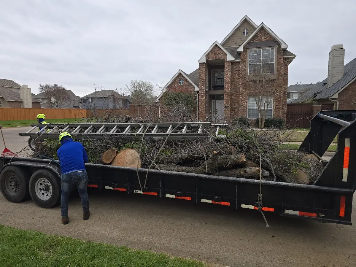 Expert Tree Pest Control with proper safety equipment in Exmore